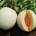 Melon_Hannahs Choice_Johhnys Selected Seeds johhnyseeds.com