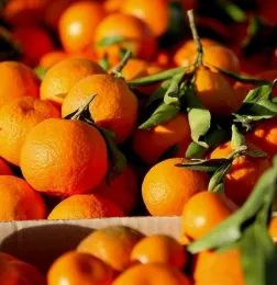 Here is how you can grow citrus in Sonoma County