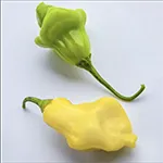 Pepper_Hot_Aji Fantasy_Baker Creek Heirloom Seeds rareseeds_com