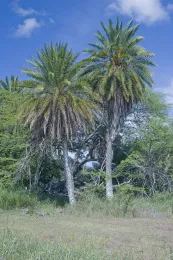 Wild date palms, Phoenix sylvestris, naturalized at Hale’iwa, North Shore, O’ahu, Hawai'i. © 2007 D. R. Hodel.