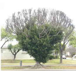 Ficus microcarpa street tree with likely Ficus branch dieback disease, Lakewood, California. © 2018 J. Komen.