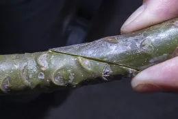 Match up the rootstock and scion for a successful graft union of Plumeria rubra. © 2023 D. R. Hodel.