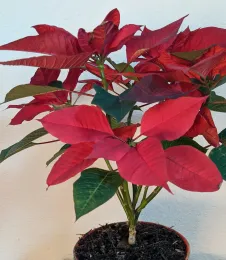Poinsettia plant, with seasonal red color, in a pot
