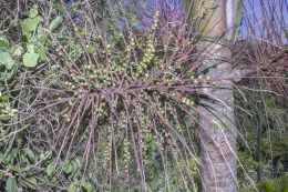 Young infructescence of Prestoea acuminata var. montana, La Gran Piedra, Santiago de Cuba, Cuba. © 2017 D. R. Hodel.