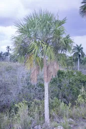 Sabal yapa, Las Pozas, San Juan Guacamayo, Bahía Honda, Artemisa, Cuba. © 2017 D. R. Hodel.