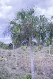 Sabal yapa, Las Pozas, San Juan Guacamayo, Bahía Honda, Artemisa, Cuba. © 2017 D. R. Hodel.