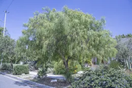 Schinus molle performing well in a dry landscape, Long Beach, California. © 2024 DR Hodel.