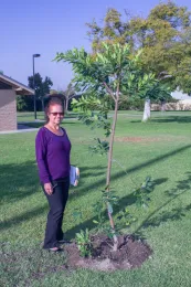 Marianne Hodel with just planted Ficus natalensis, Southeast Trees, Palms Park, Lakewood, California. © 2020 D. R Hodel.