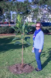 Marianne Hodel with Ficus macrophylla planted in Seal Beach, California. Southeast Trees Project. © 2017 D. R. Hodel.