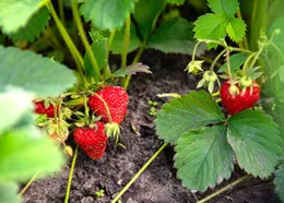 Strawberries reproduce via runners- Courtesy Shutterstock_350_250px.jpg