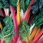 Swiss Chard_Bright Lights_Johnnys Selected Seeds johnnyseeds.com