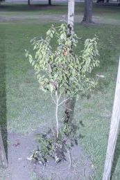 Syzygium sp. planted at El Dorado East Regional Park, Long Beach, California, Southeast Trees Project. © 2021 D R Hodel.