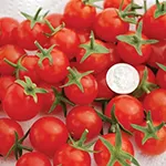 Tomato_Cherry_Sweet Aperitif_Territorial Seed Company