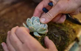 Wreath making workshops in Sonoma County with Master Gardeners