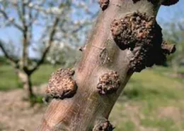 Woolly Apple Aphid-UC-IPM-I-HO-ELAN-CD.003a_350_250px.jpg