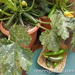 Zucchini Astia Photo courtesy of reneesgarden_com