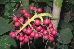 Mature red fruits of Areca novohibernica are spectacular and showy, PK 50, Papeari, Tahiti, French Polynesia.© 2009 D R Hodel.