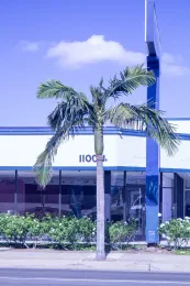 Banana moths have attacked the new growth on this king palm (Archontophoenix cunninghamiana)i Orange, California. © 2020 D. R Hodel.