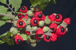The amazing if not spectacular seeds of Alectryon excelsus appear like a black licorice gumdrop embedded in a ripe, red raspberry, Casa del Prado, Balboa Park, San Diego, California. © 2011 D. R. Hodel.
