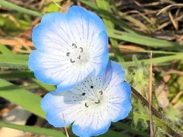 Baby Blue Eyes (Nemophila menziesii) wildflowers at Hopland Research and Extension Center