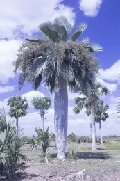 Copernicia baileyana with it ventricose trunk and spectacular crown of leaves and inflorescences, in habitat, San Francisco de Porcayo, Camagüey. © 2018 D. R. Hodel.