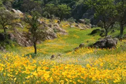 Fields of CA Poppies