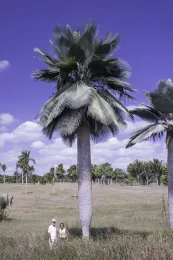 This colossal and spectacular specimen of Copernicia fallaensis in the Jardín Botánico Nacional in Habana, Cuba, was transplanted to this site from the wild. © 2016 D. R. Hodel.