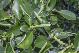 The Ficus leaf-rolling psyllid, perhaps new to the Western Hemisphere, causes a distinctive, tight, complete leaf rolling on Ficus microcarpa, Irvine, California. © 2016 D. R. Hodel.