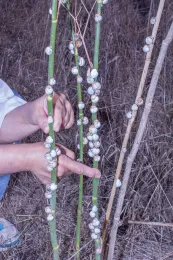 The white garden snail, which has become more active recently, is conspicuous when it congregates and masses together on upright surfaces, as here on Pimpinella ansium, during estivation. A few larger but similar milk snails are present also, Oceanside, California. © 2018 D. R. Hodel.
