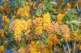 Incredible floral displays typify this Cassia brewsteri at The Huntington, San Marino, California. © 2015 D. R. Hodel.