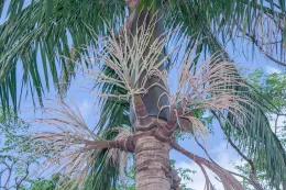 The inflorescences of Satakentia liukiuensis have colorful, reddish purple bases and are a perfect complement to the nearly black crowhshaft, Ishigaki Island, Ryukyu Islands, Japan. © 2013 D. R. Hodel.