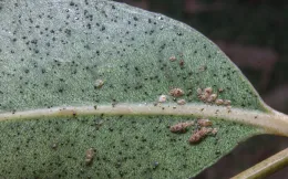 The bronze bug is a gregarious insect, with adults and nymphs typically occurring together on the same leaf. Note the tiny, black, pin-point fecal deposits, here on Eucalyptus grandis, Lakewood, California. © 2016 D. R. Hodel.