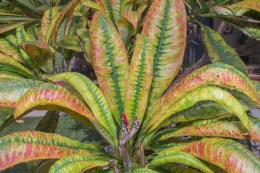 The Plumeria leafhopper (Empoasca stevensi) causes severe leaf damage on Plumeria, including marginal chlorosis with a reddish hue contrasting rather strikingly with the green midrib, Long Beach, California. © 2017 D. R. Hodel.