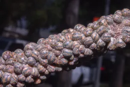 The large size and gregarious, densely packed nature of the tuliptree scales, like plump kernels on a come cob, are usually sufficient for diagnosis, here on southern magnolia (Magnolia grandiflora), Long Beach, California. © 2017 D. R. Hodel.