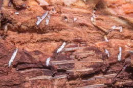 White mycelia of the Fusarium fungal complex, upon which the larvae of the shot hole borer feed, are sometimes visible inside the galleries, sentry palm (Howea forsteriana), Fountain Valley, California. © 2016 D. R. Hodel.