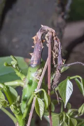 Dying-off of stem tips, which turn black and sometimes collapse, is characteristic of the Erythrina stem borer, here on Erythrina chiapasana, Fullerton Arboretum, California State University, Fullerton, California. © 2016 D. R. Hodel.