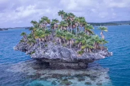 Thurston's fan palm (Pritchardia thurstonii) is spectacular on this mushroom-shaped, karst limestone islet in Fulaga lagoon, Southern Lau Group, Fiji. © 2017 D. R. Hodel.