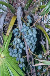 The spectacular fruits of Livistona boninensis are turquoise, glossy, and unusually showy, Chichijima, Ogasawara Islands, Japan. © 2014 D. R. Hodel.