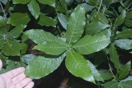 Leaves of Quercus rysophylla are exceptionally handsome, stiff, leathery with prominently impressed veins, and glossy green.