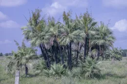 Acoelorraphe wrightii, La Barbarita, Pinar del Río, Cuba, occurs in seasonally wet situations at low elevations. Here it survives in a pasture and the blackened trunks show that it is subject to periodic burning.© 2016 D. R. Hodel.