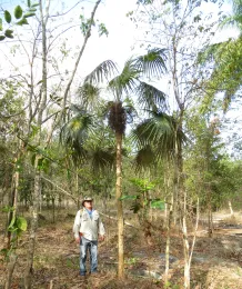 Martínez Pentón and Coccothrinax × angelae, Pitajones, Trinidad, Sancti Spíritus, Cuba. © 2017 C. E. Moya López.