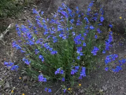 Foothill penstemon