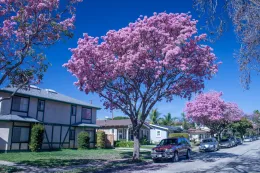 The pink trumpet tree (Handroanthus heptaphyllus) is arguably our most spectacular winter and spring flowering landscape tree, Whittier, California. © 2013 D. R. Hodel.