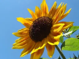 July garden tips for Sonoma County home gardeners