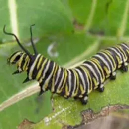Monarch caterpillar