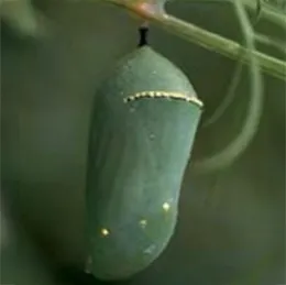 Monarch chrysalis