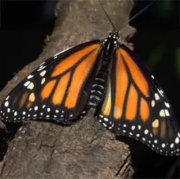 Monarch butterfly