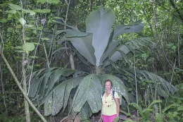 Marianne Hodel provides scale for a short but mature, understory individual of Pelagodoxa henryana at the type locality, Taipivai Valley, Nuku Hiva, Marquesas Islands, French Polynesia. © 2016 D. R. Hodel.