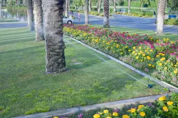 Landscape irrigation, as here on this date palm (Phoenix dactylifera) in Palm Desert, accounts for less than 9% of the water used in California, making it an excellent investment considering the numerous and critical amenities and benefits urban landscaping provides. © 2010 D. R. Hodel.