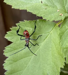 leaffooted nymph on a leaf